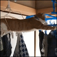 Funny Cat GIF • Clumsy Cat swimming &crawling on clothes hangers. American Ninja warriors Cat edition