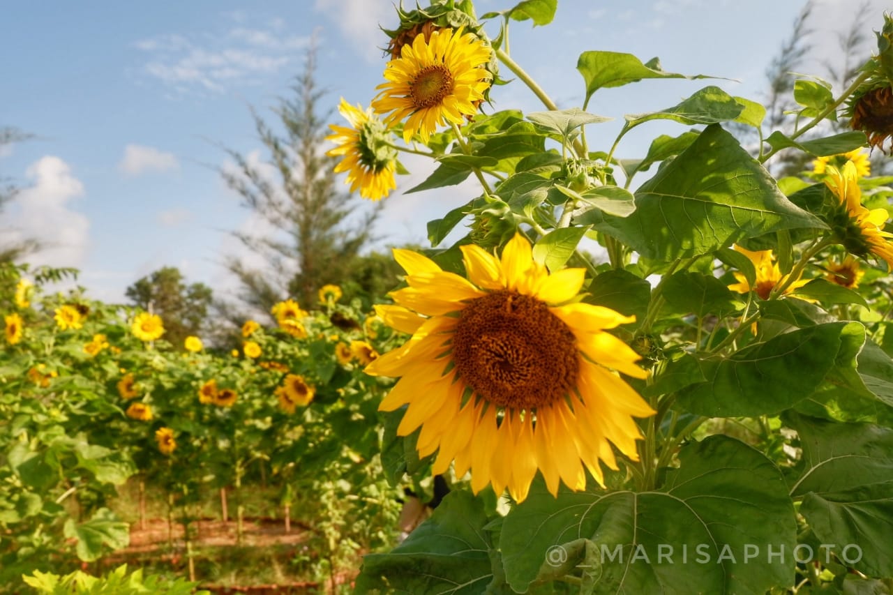 Wisata Kebun Bunga Matahari Di Bangka Marisa World