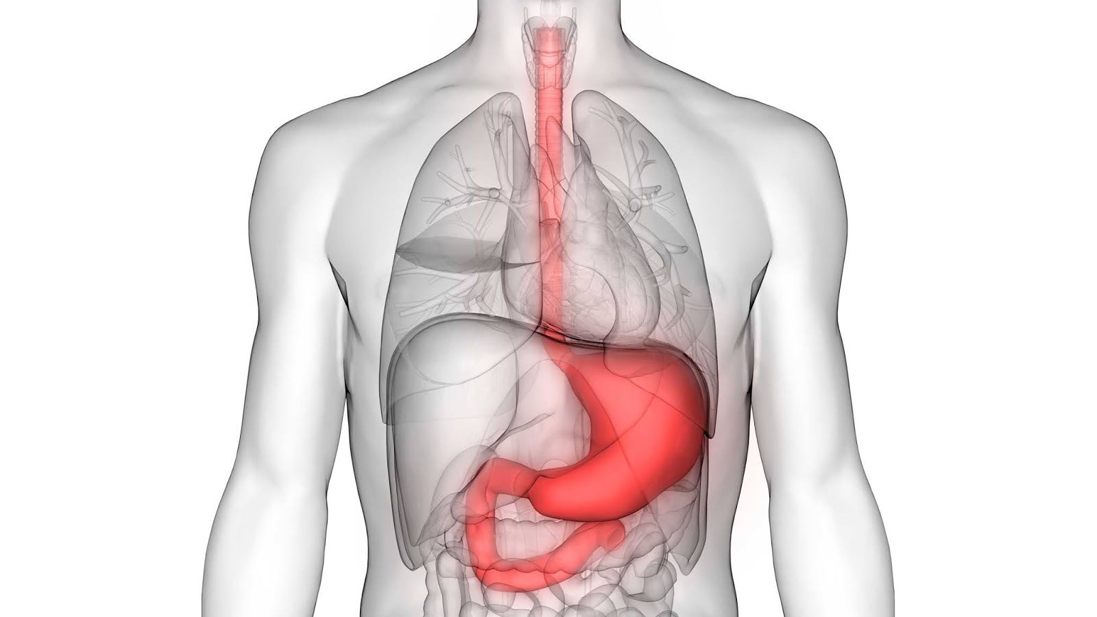 Digestive System: Structure and Functions ~ Ayurvedic Doctor