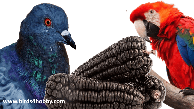 Black corn qualities and their importance to the pigeon and birds 
