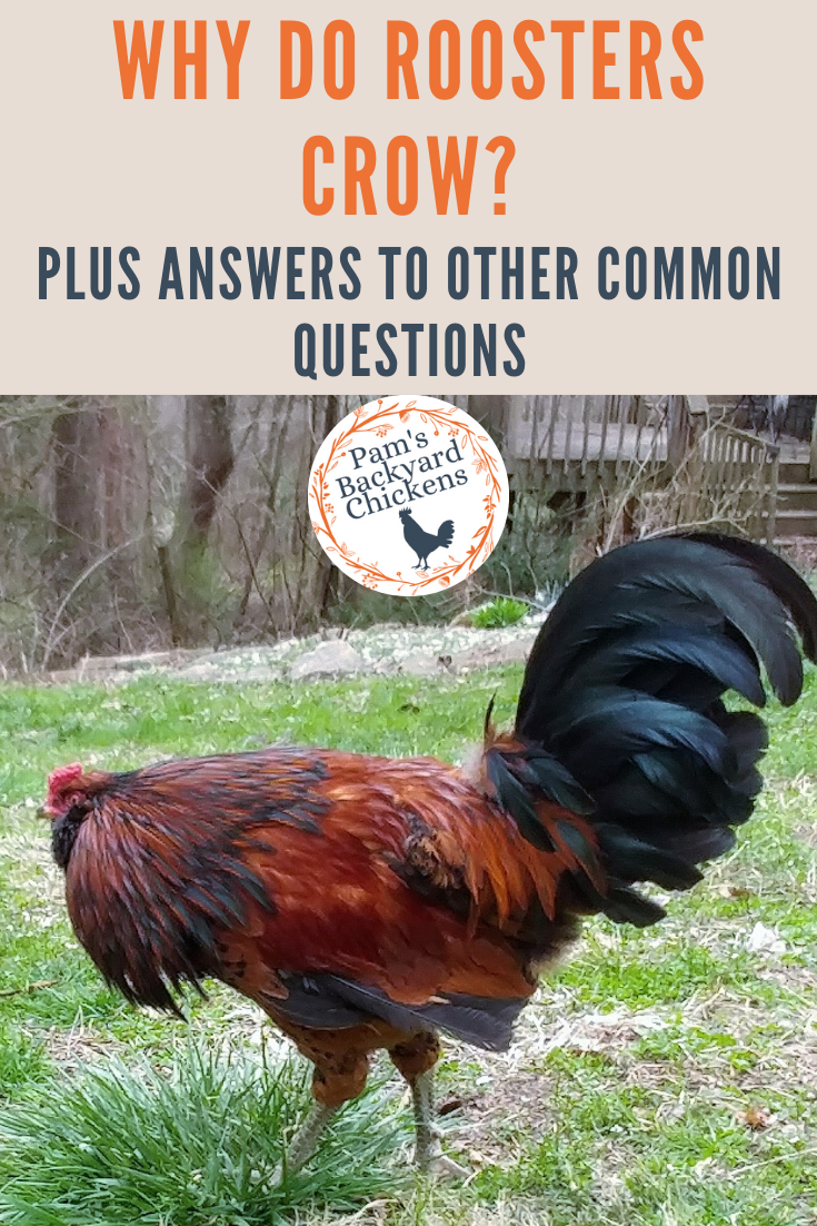 Pam's Backyard Chickens Why do Roosters Crow? Plus Answers to Other