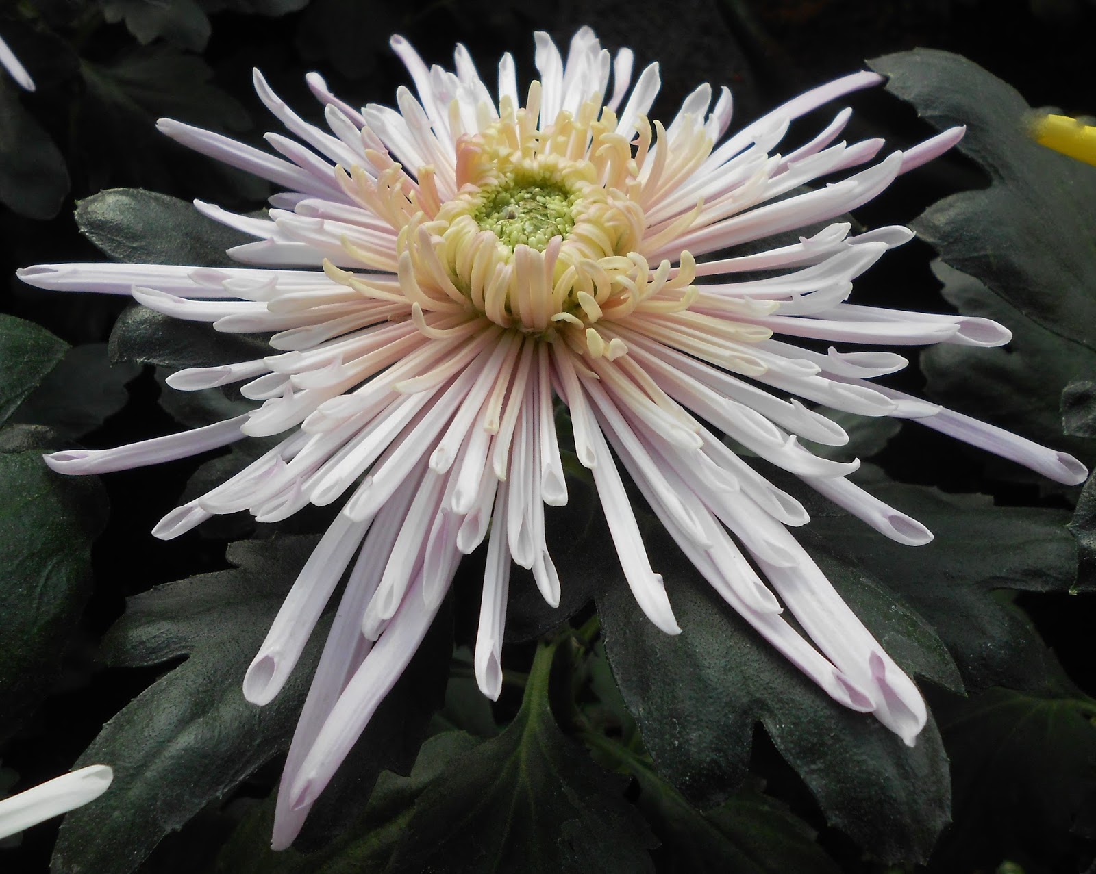 Magpie Joy And Sorrow Chrysanthemums for La Toussaint...