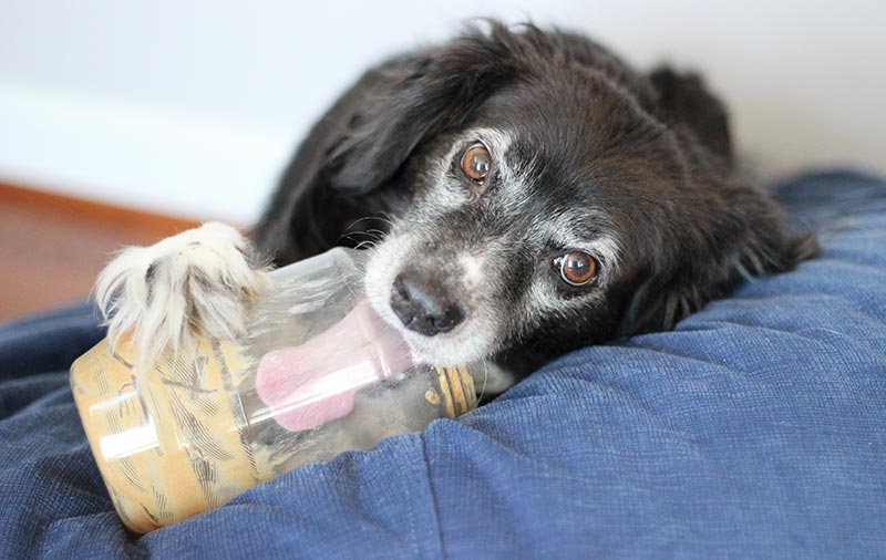 Peanut Butter & Strawberry Dog Popsicles