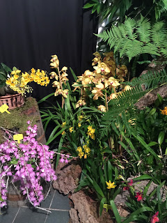 , Orchidee dal mondo – 2016 – Monteporzio Catone, diarid'orchidee