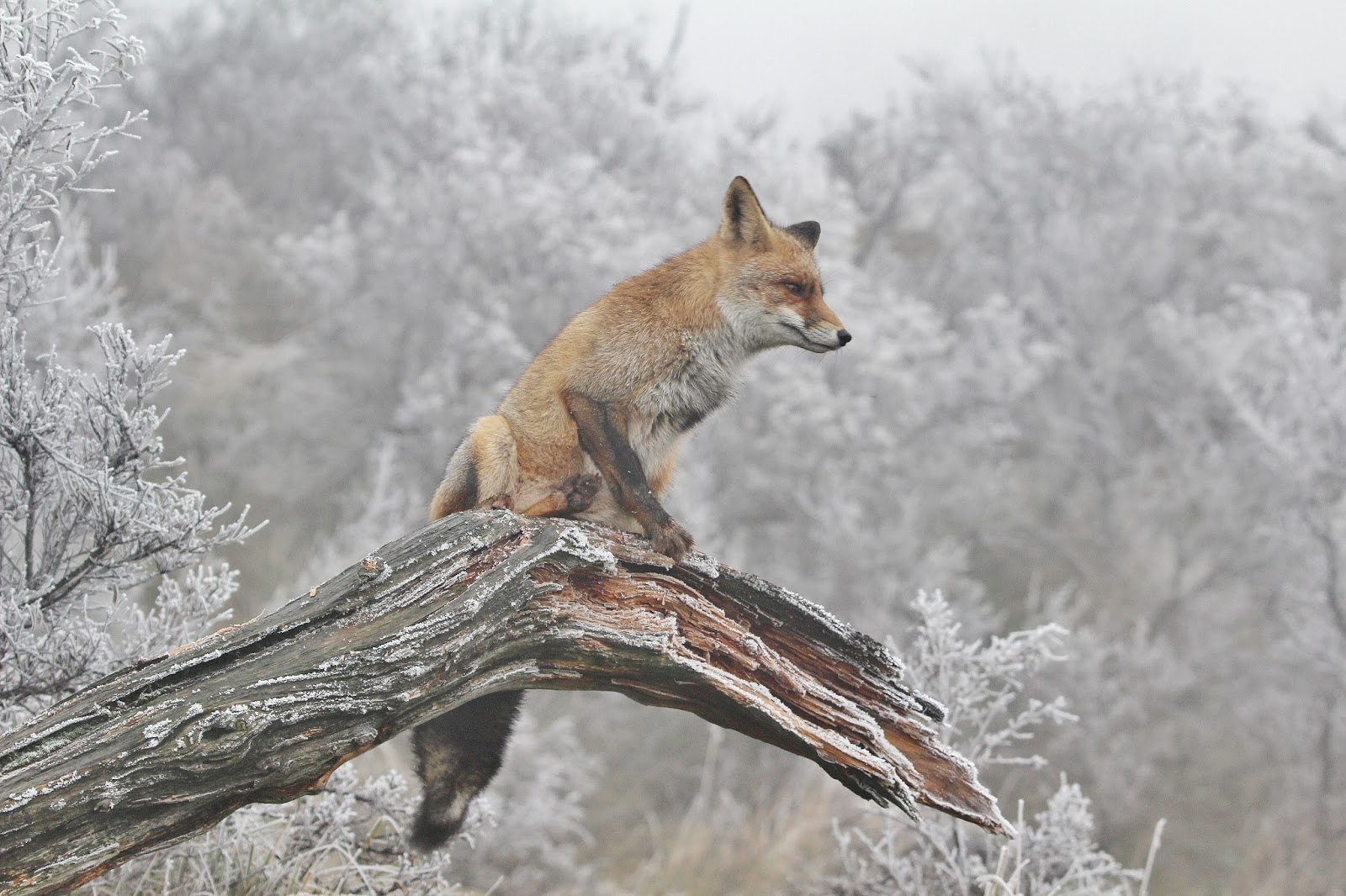 Рыжая лисица падеж. Межвидовая конкуренция между волком и лисицей. Лиса разрушитель.
