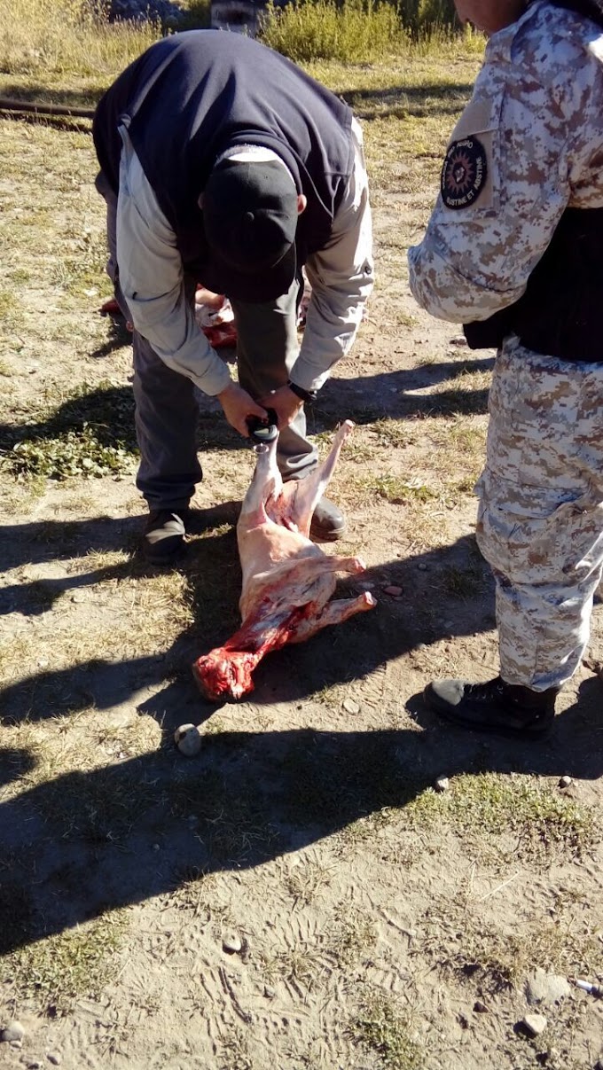 Secuestran 50 caprinos en pie y 80 kilos de carne faenada en importante operativo policial