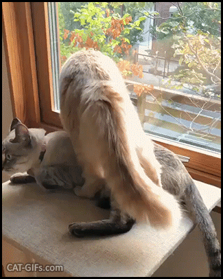 Funny Cat GIF • Shameless cat: “It it fis, I sits, even on you dude, haha!“ Funny Cat GIF • Shameless cat: “It it fis, I sits, even on you dude, haha!“