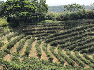 龍潭景點-大北坑休閒農業區-疫情期間少了人潮、多了恬靜自在