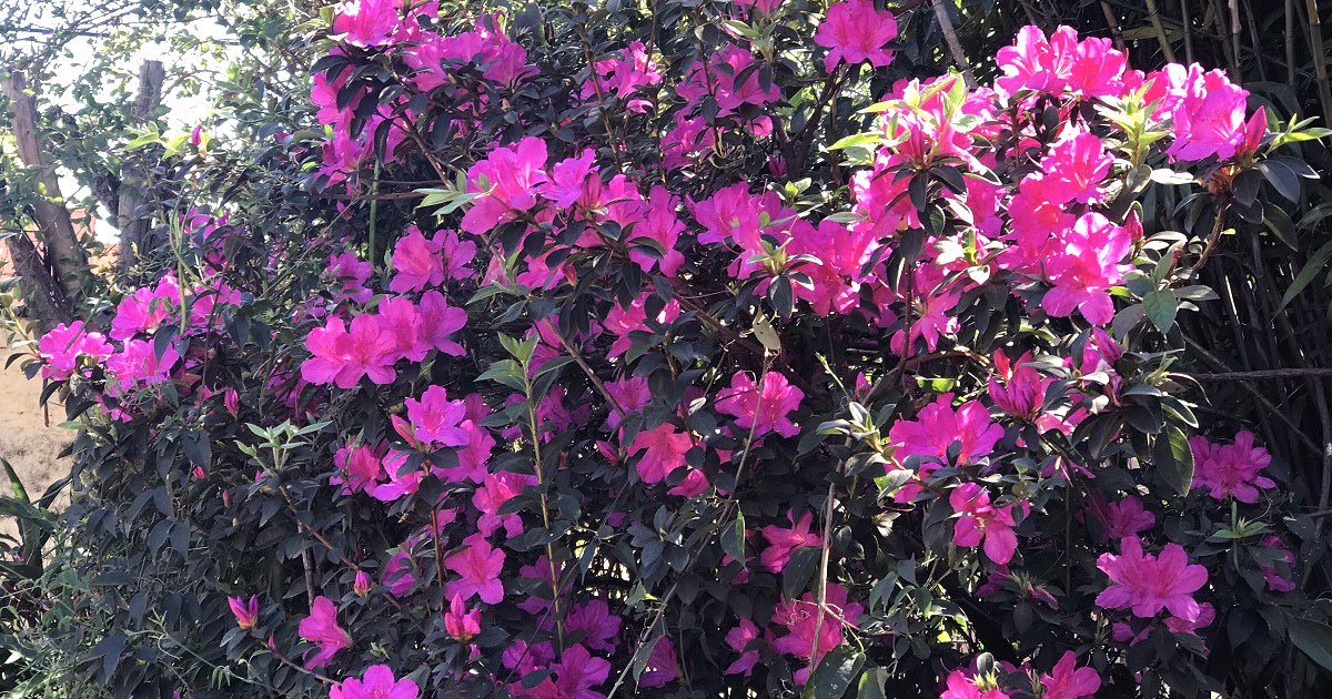 Viveiro Ciprest - Plantas Nativas e Exóticas: Azaleia Roxa / Lilás (  Rhododendron simsii )