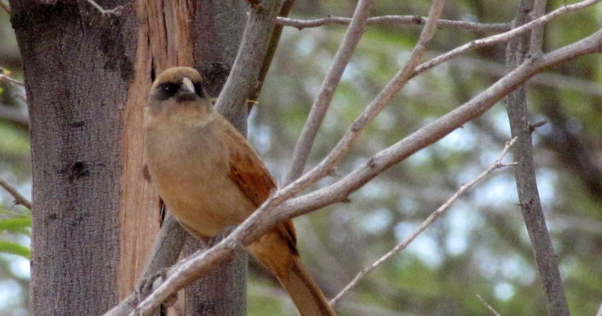 FAUNA E FLORA DO RN Asadetelhapálido Agelaioides fringillarius (Spix, 1824)