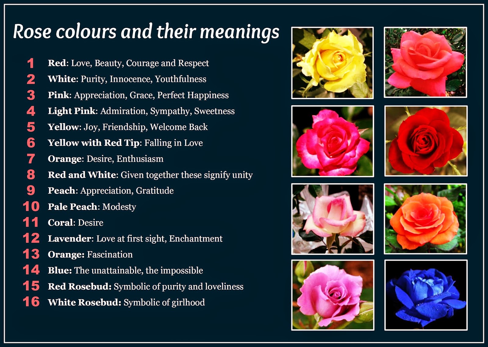 Rose Colors Meaning Chart