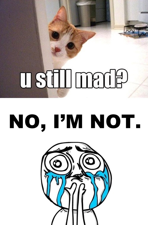 funny cat picture - lolcats