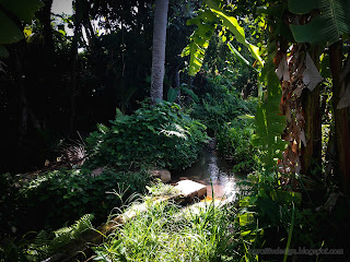 Small Water Channel Among The Bushes And Plants At Ringdikit Farmfield, North Bali, Indonesia