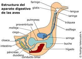 aparato digestivo de las aves