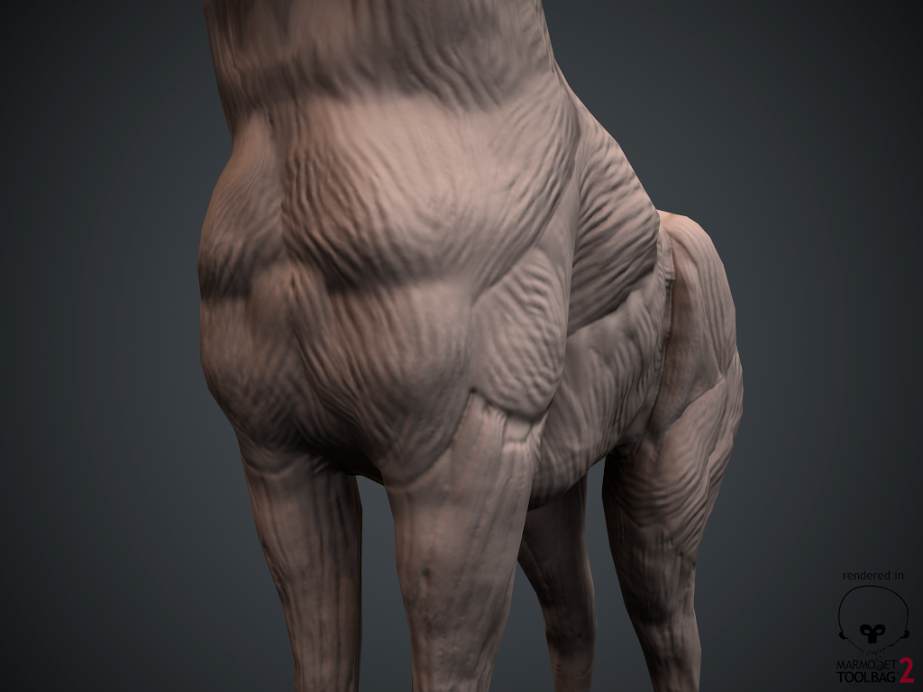 Art Blog: Giraffe Anatomy Final