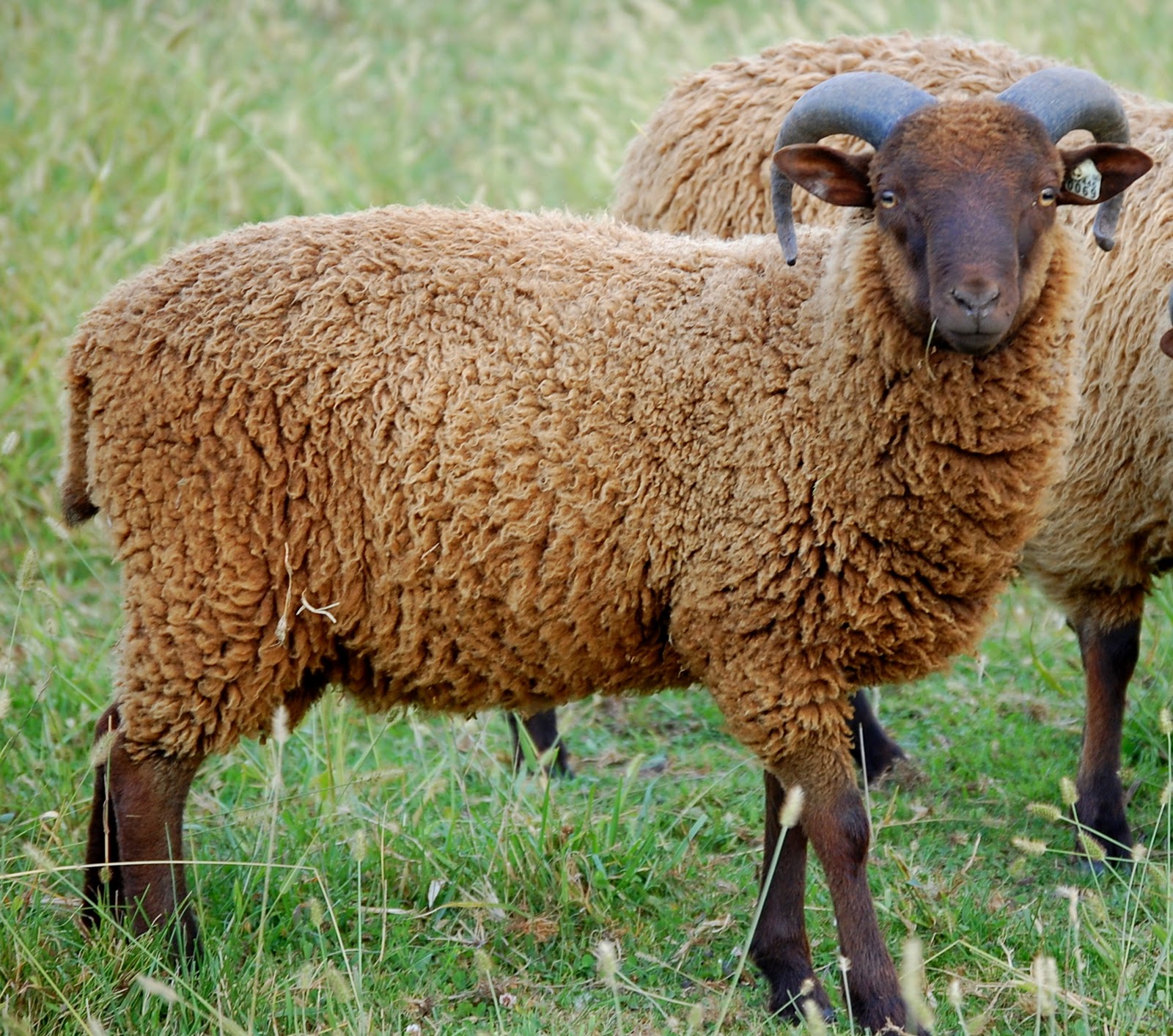 Crosswinds Farm: Wisconsin Sheep and Wool festival