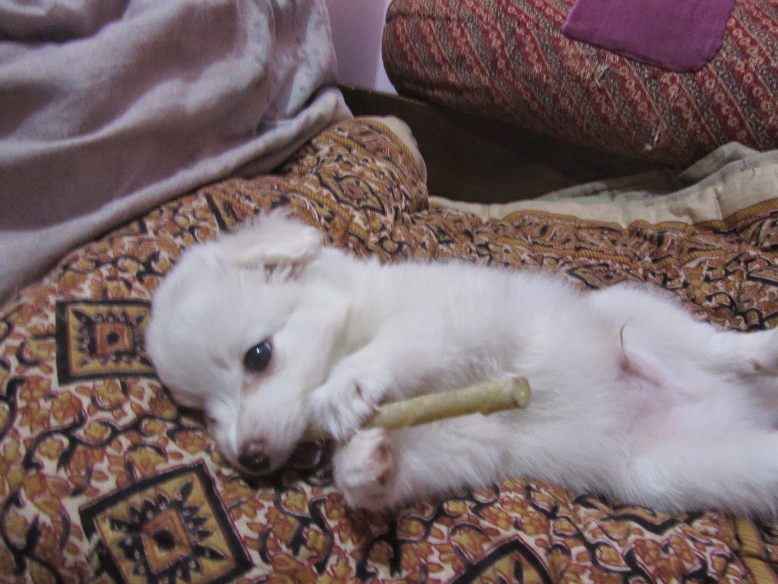 Doting Dogs Little Flute Player