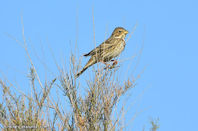 Cruixidell (Emberiza calandra)