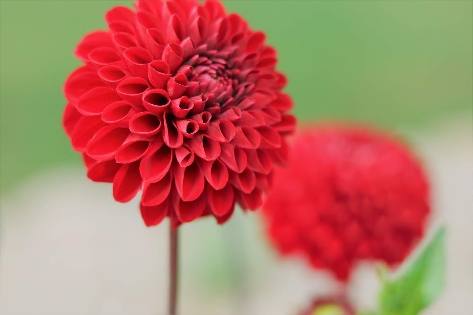 Red Rose Romantic Bouquet For Valentine S Day From Prestige