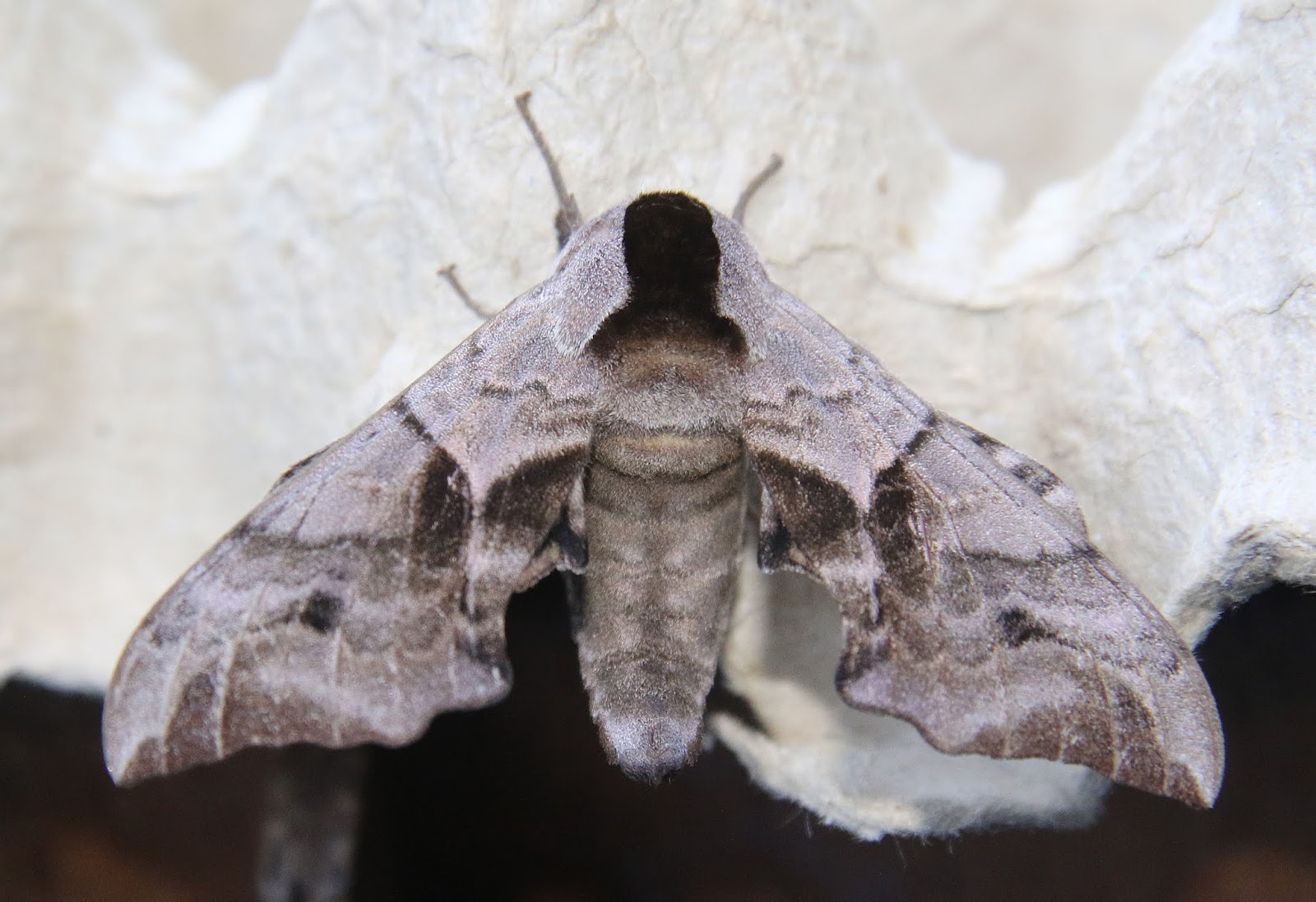 The best moth traps