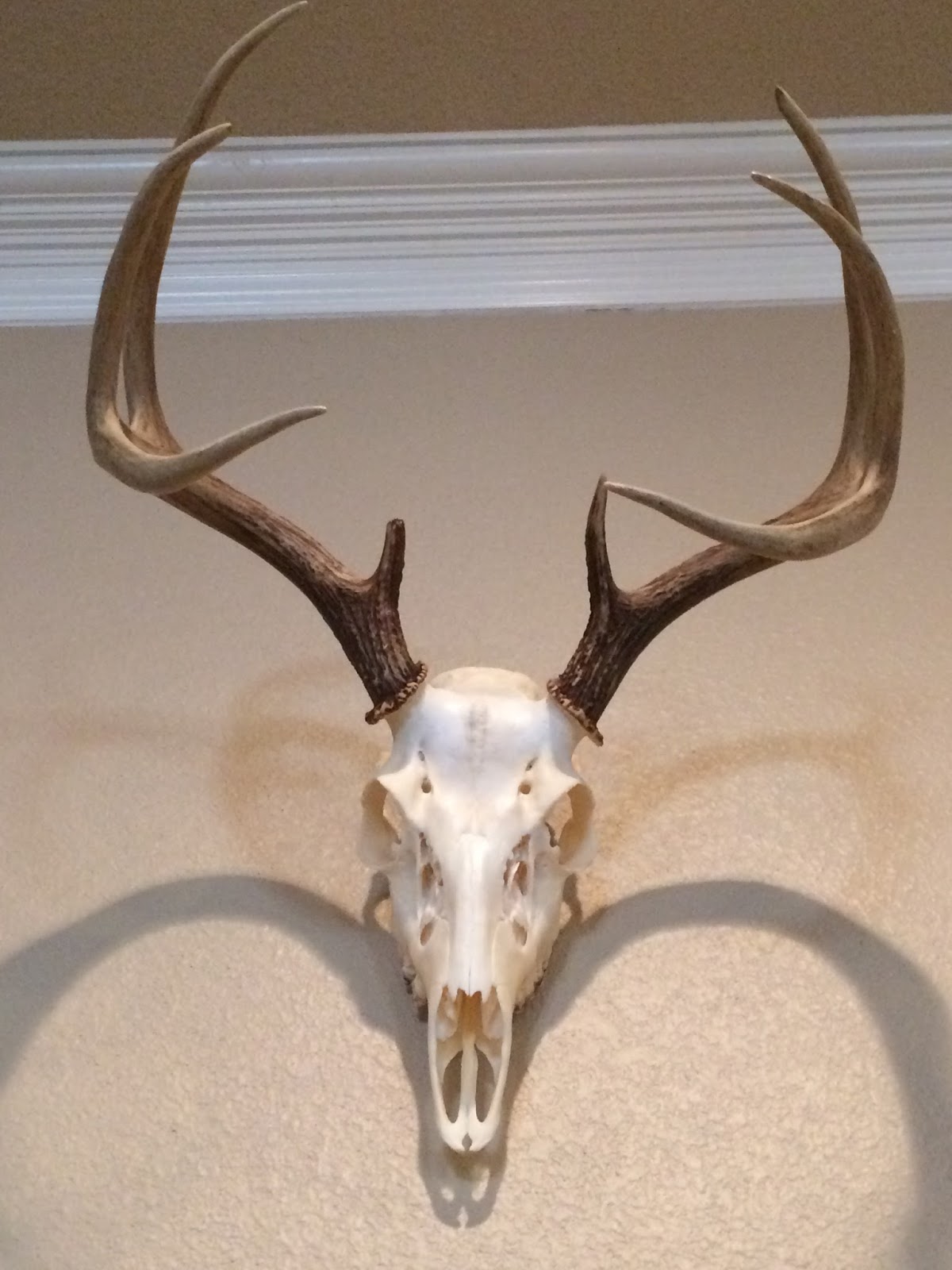 A Tispy Oklahoma Gardener How to Hang a Cowhide Rug