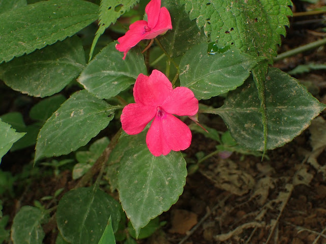 Impatiens walleriana Impatiens walleriana