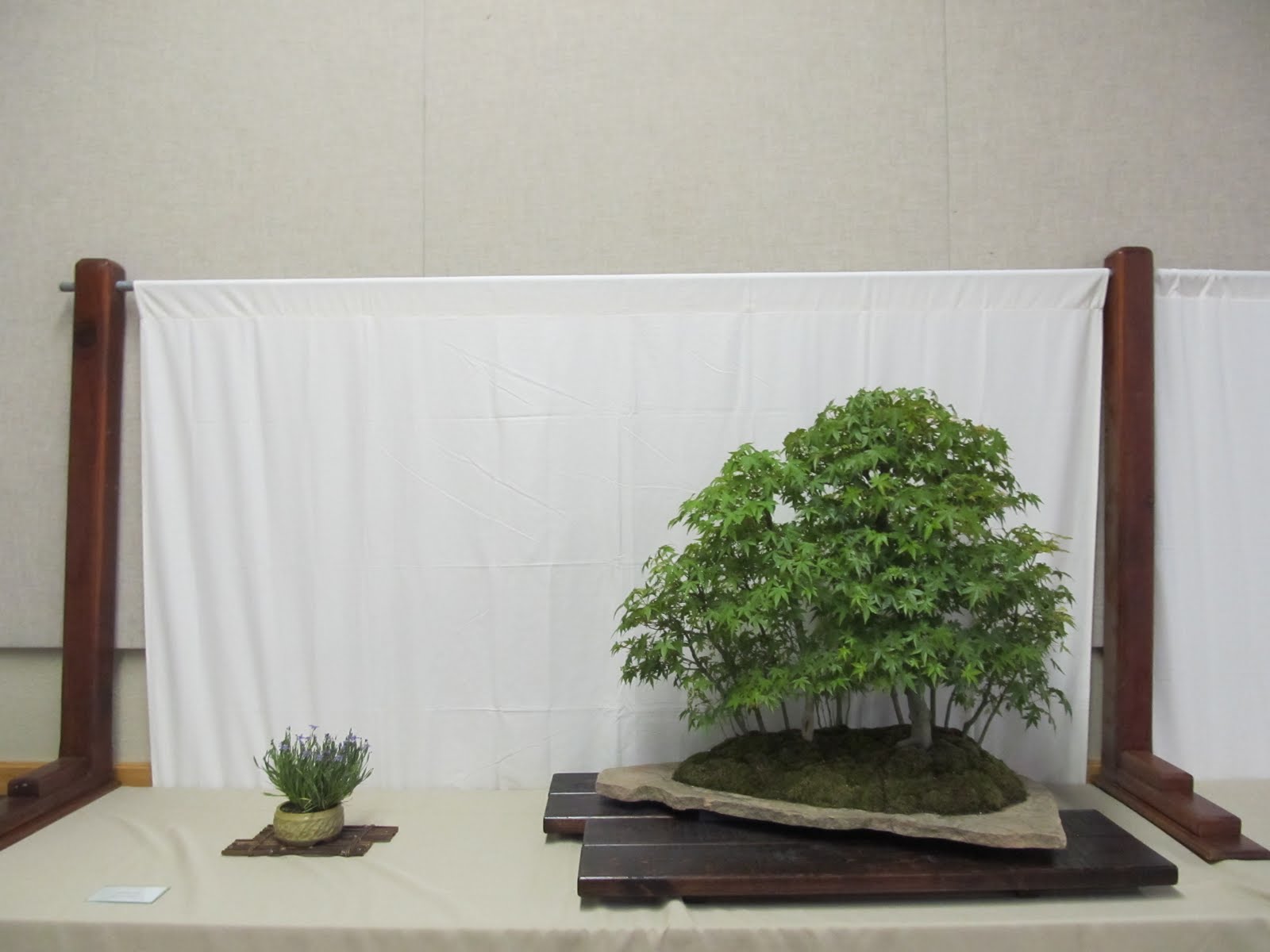 bonsaibp's bonsai blog Santa Anita Bonsai Society Show