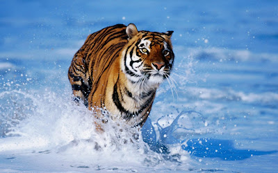 Tiger Running In See Water HD Wallpaper