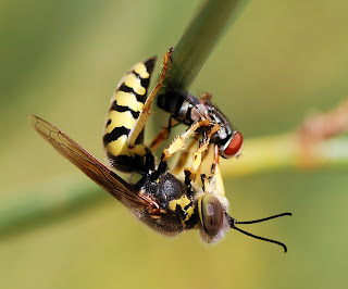 Bir yaban arısı yakaladığı sinek ile beslenirken