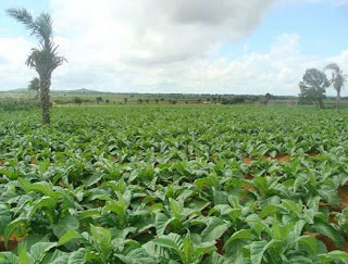 plantação tabaco