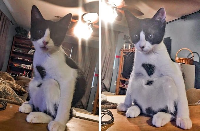 10+ Cats Who Are So Purrfect That They Deserve The Title “Kitten Of The Year”