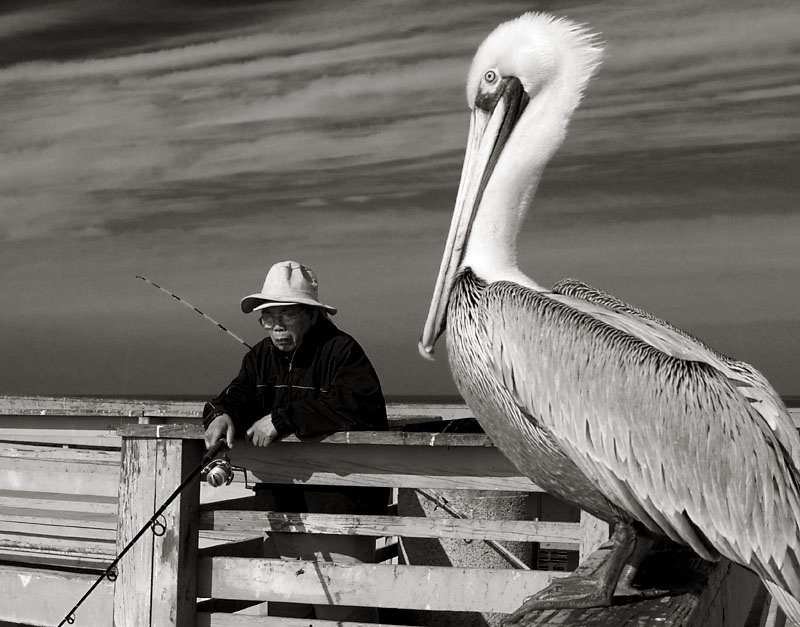 Pelican and fisherman; click for previous post
