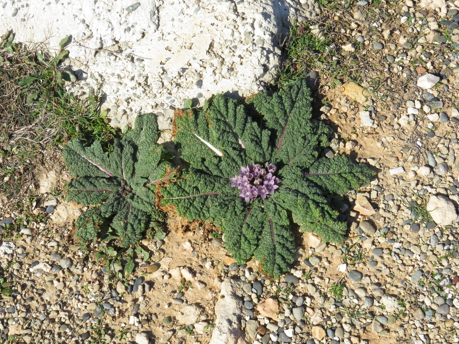 Biodiversity of Cyprus by NGO Protection of the Natural Heritage and the Biodiversity of Cyprus