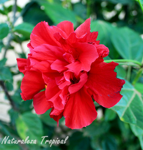 Variedad moñuda roja de Hibiscus sp