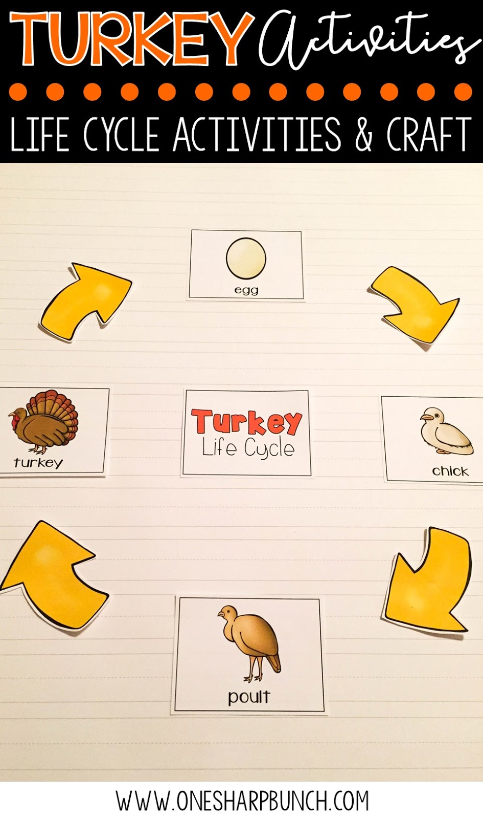 Turkey Life Cycle Activities - One Sharp Bunch