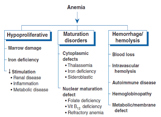 Anemias Pathophysiology Clinical Presentation Diagnosis Treatment