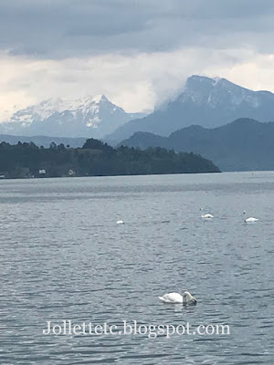 Swans on Lake Lucerne 2019 https://jollettetc.blogspot.com