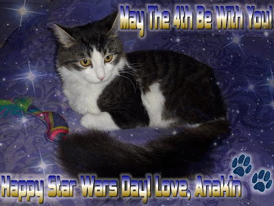 Anakin The Two Legged Cat, May The 4th Be With You! Star Wars Day