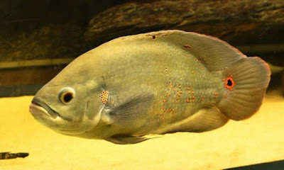 Ikan Oscar Hijau