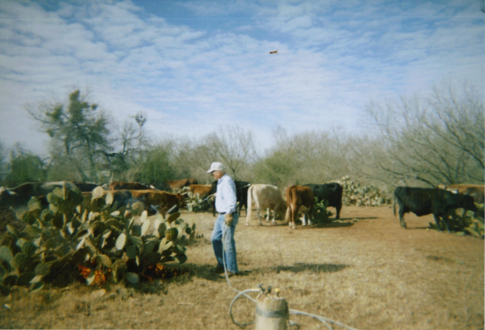 paulinescountrytales Burning Pear