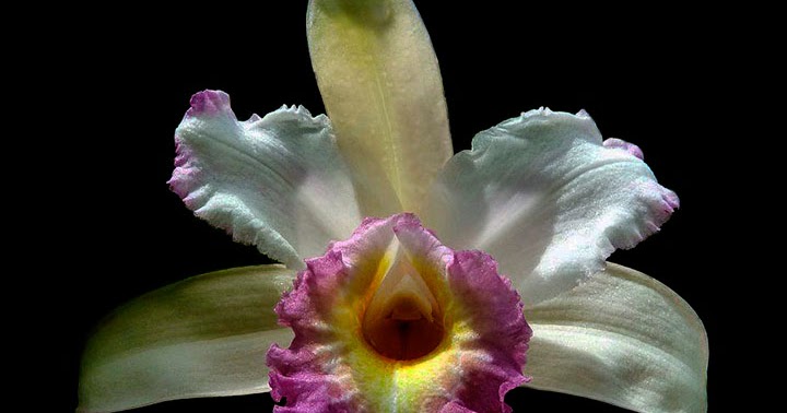 Orquídeas no Apê: Orquídea Sobralia