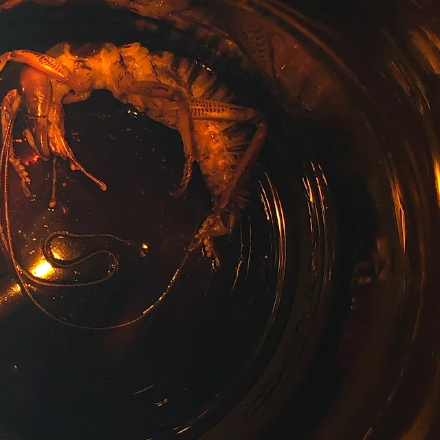 weta in home brew beer