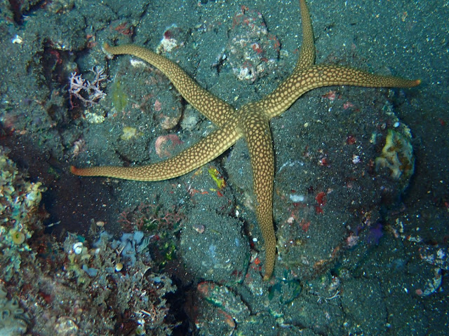 Nardoa novaecaledionae Nardoa novaecaledionae