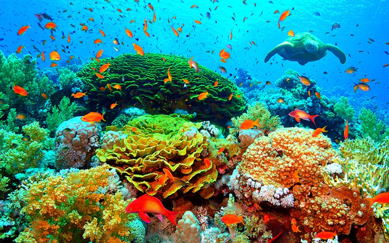 Types Of Ocean Biomes - Daune Eolande