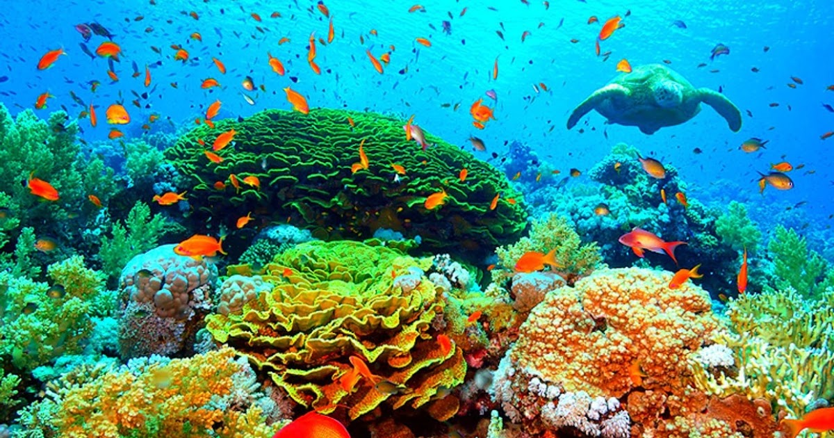 facts-about-the-coral-reef-biome
