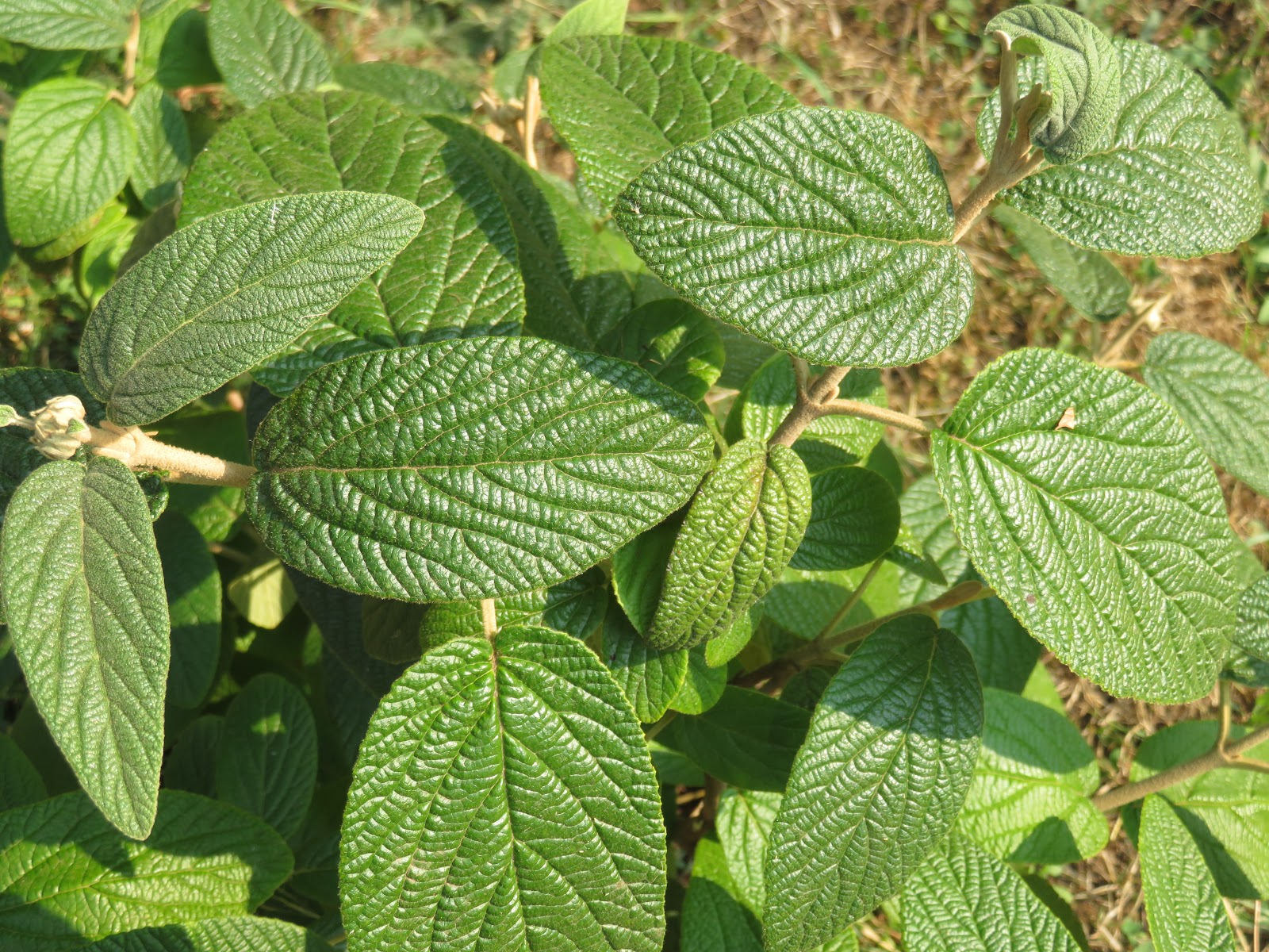 32 Best Purple Foliage Images Plants Purple Garden