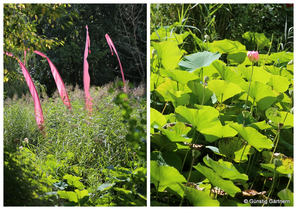 Landschaftspark Und Rhododendren Im Schlosspark Dennenlohe Achims