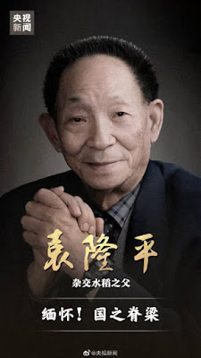 Bapak Padi Hibrida China wafat