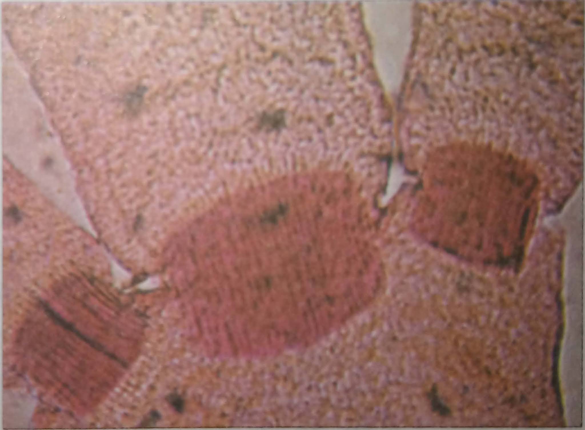 Detalle de la ramificación de Corallina officinalis una rodofita del orden de las criptodemales. Se caracteriza porque presentan las paredes celulares calcificadas, lo que provoca la textura del alga sea dura.