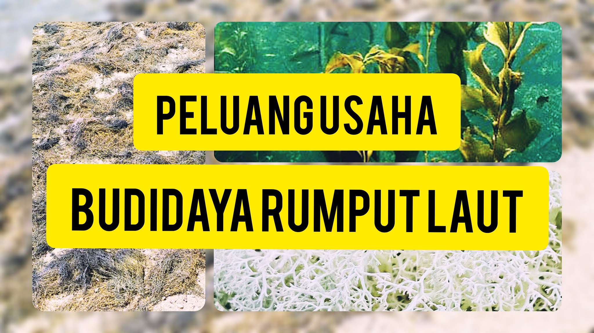 Potensi Rumput Laut di Indonesia Hasil dari Kegiatan Budidaya - Budidaya  Ikan